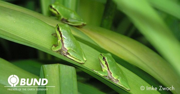 Laubfrosch-Versammlung