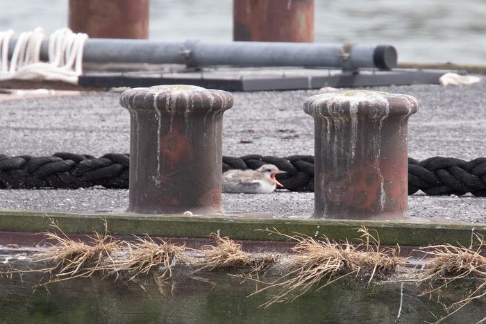Flussseeschwalben-Küken am Fluthafen Wilhelmshaven. Foto: BUND