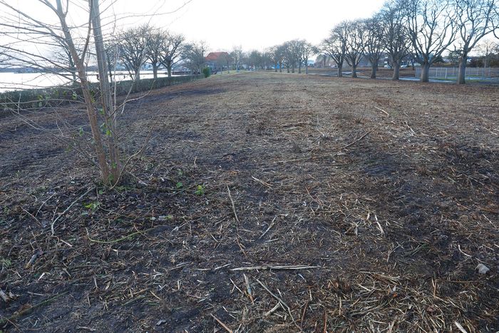 Der Banter See Park nach den Rodungsarbeiten Januar 2021