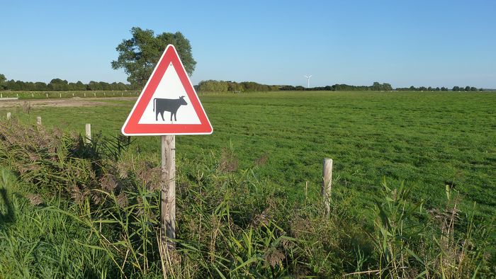 Grünlandfläche. Foto: BUND