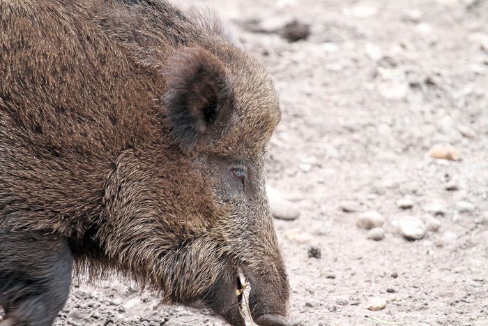 Wildschwein. Foto: BUND / I. Zwoch
