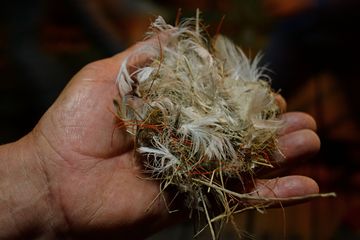 Herbstputz für plastikfreie Schwalbennester